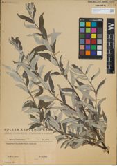 Foto von Salix lapponum L.